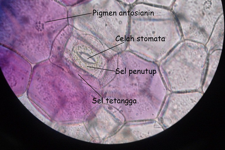 Penelitian Sel Tumbuhan Dasar SMA Lengkap Terbaik | Lensa Dunia ID