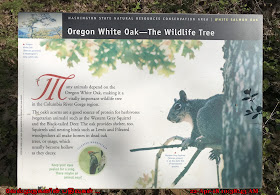 Oregon Wild Oak - The Wildlife Tree 