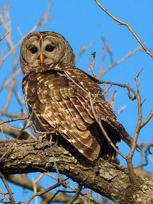 Dallas Trinity Trails: Barred Owls -- Troubadours Of The Trees