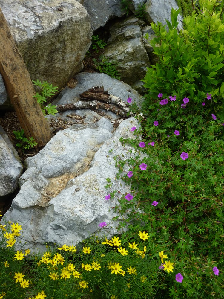 coreopsis and geranium