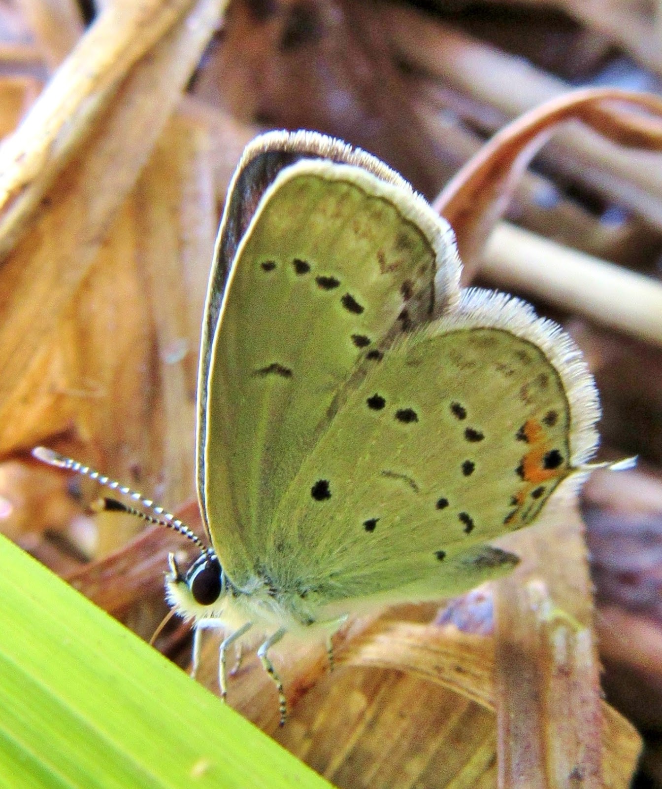 Western TailedBlue Butterfly