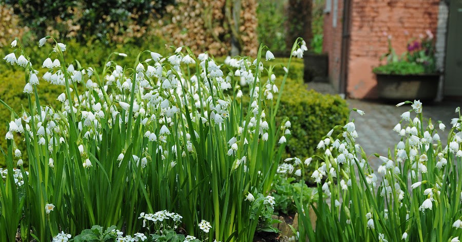 Leucojum, campanillas de primavera