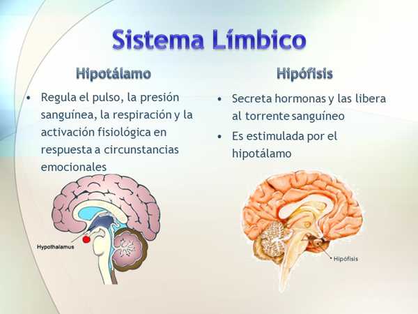 Hipófisis síntomas mal funcionamiento