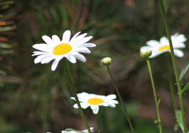 Lough Boora Wildflower White
