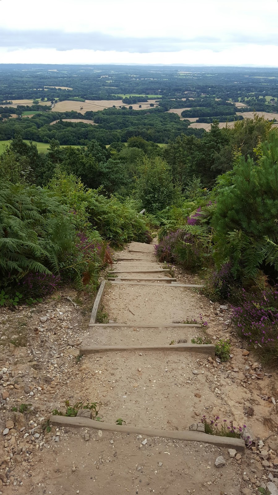 Walking with the Kids Leith Hill