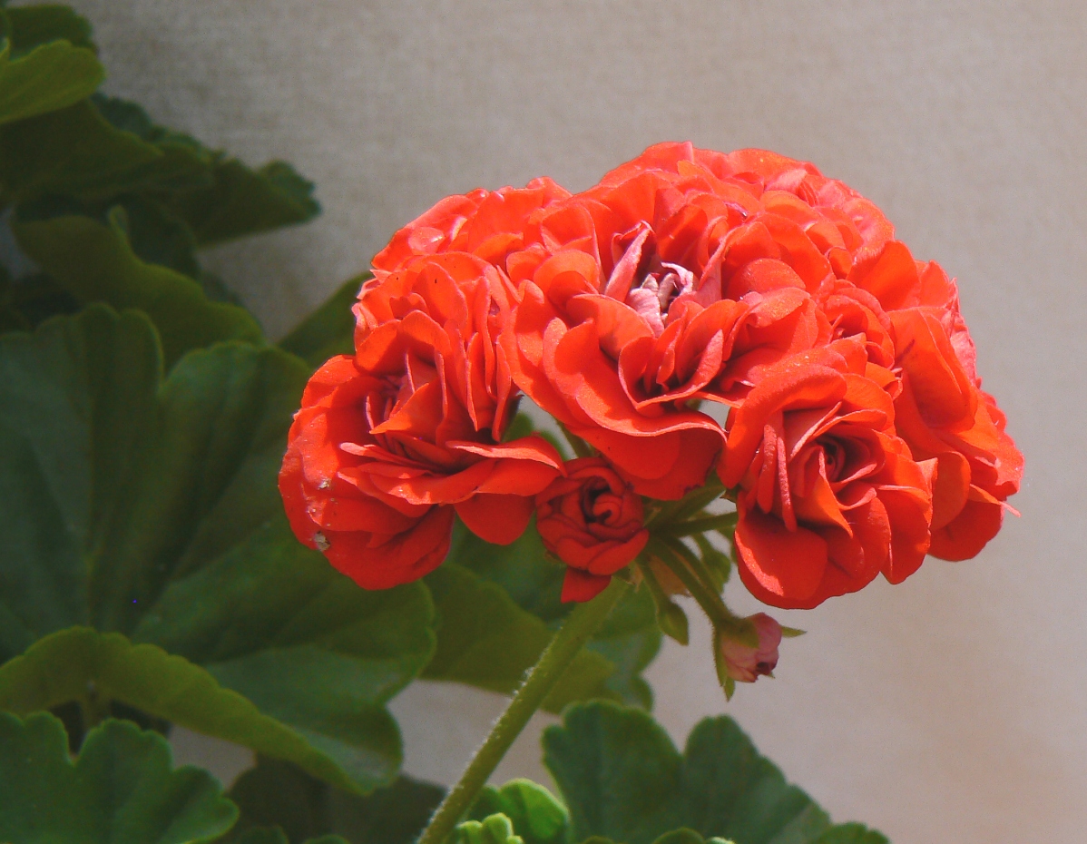Пеларгония Red rambler Rosebud