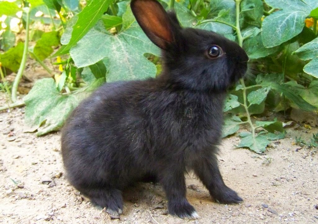 Amami wild black rabbit Fun Animals Wiki, Videos, Pictures, Stories