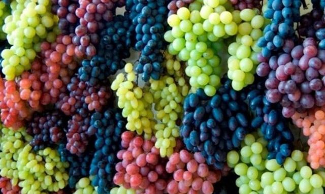 11 Manfaat Dan Khasiat Kandungan Gizi Buah Anggur Untuk Kesehatan Tubuh Manusia 11 Manfaat Dan Khasiat Kandungan Gizi Buah Anggur Untuk Kesehatan Tubuh Manusia