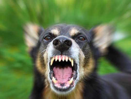 raiva-canina-porque-caes-mordem-rabies-dogs-why-it-bit
