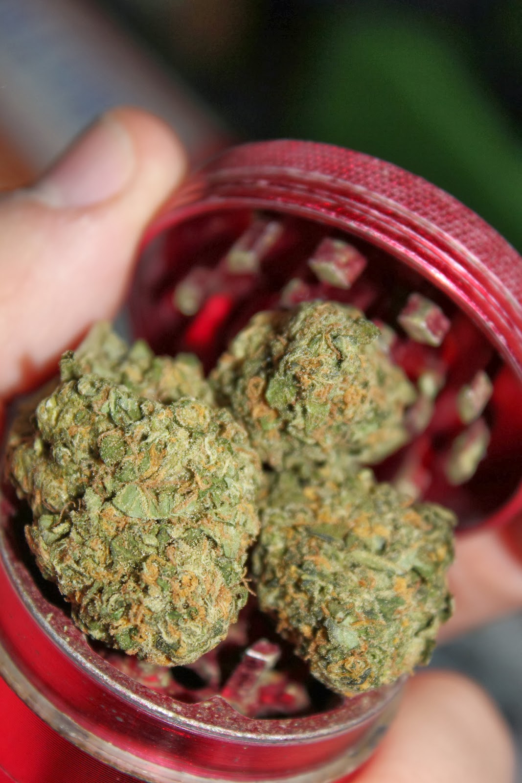 Jack herer трава. Марихуана бошки. Как выглядит башка. Бошки канабис. Шишки канабис.