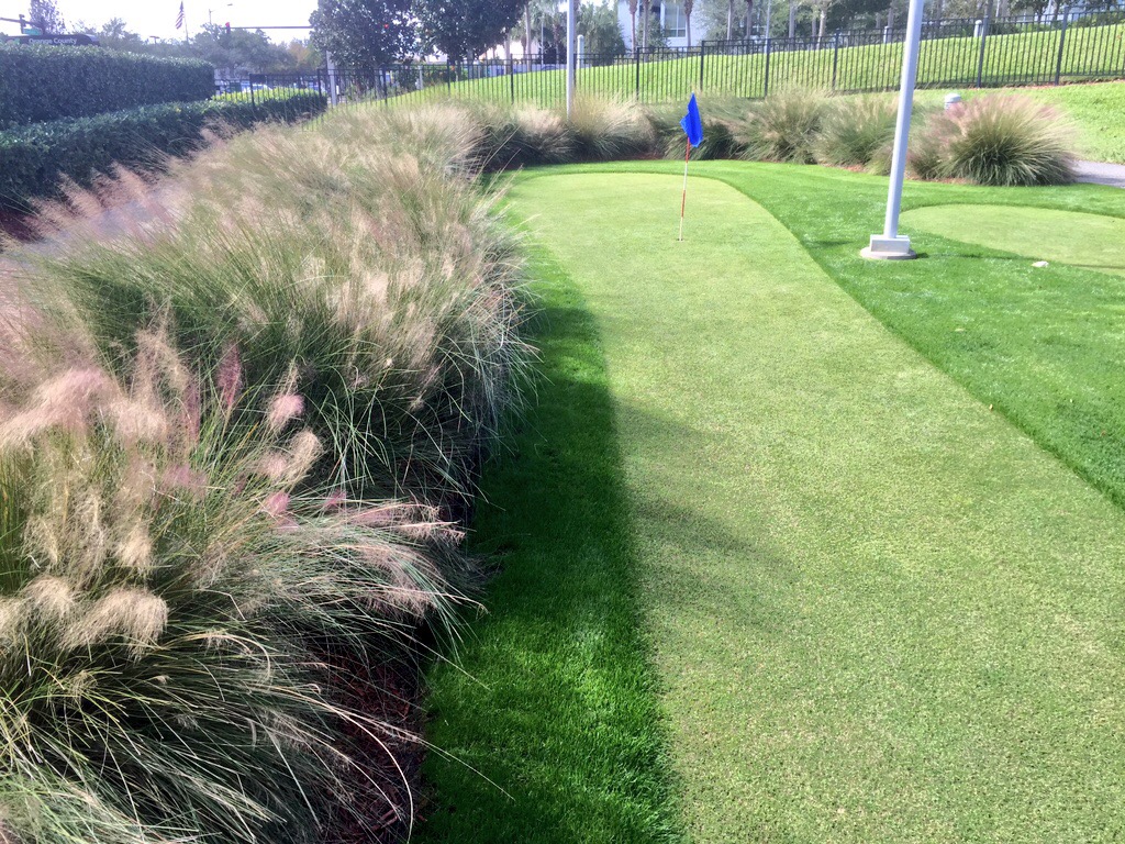 mounds of Muhlenbergia capillaris grass