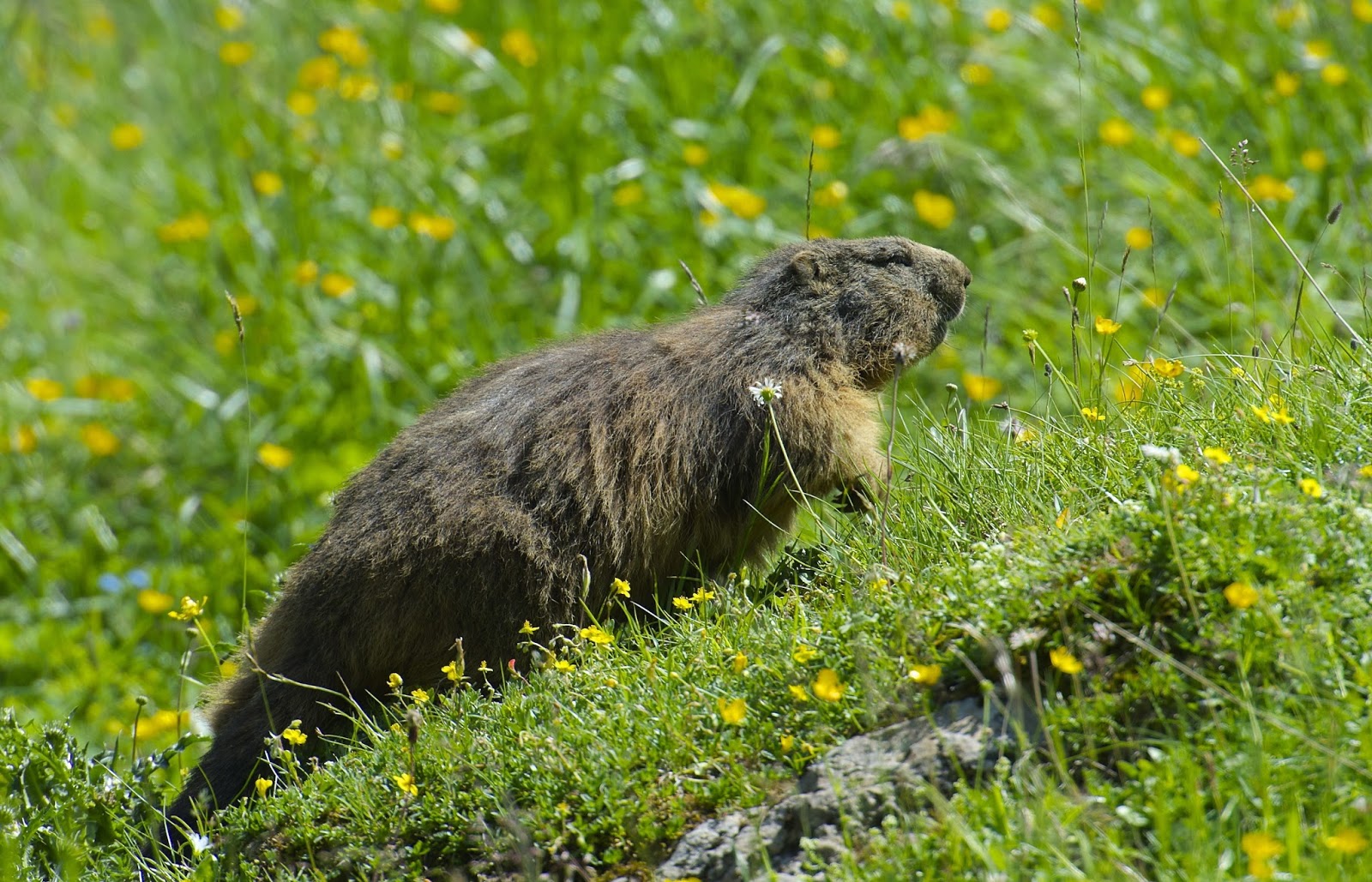 Naturfoto Einar Hugnes Fra Alpemurmeldyr Til Planterike Furkapass naturfoto-einar-hugnes-fra-alpemurmeldyr-til-planterike-furkapass