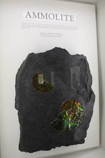 Ammonites at Lizzadro Museum of Lapidary Art in Elmhurst, IL
