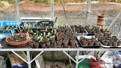 Seedlings in greenhouse