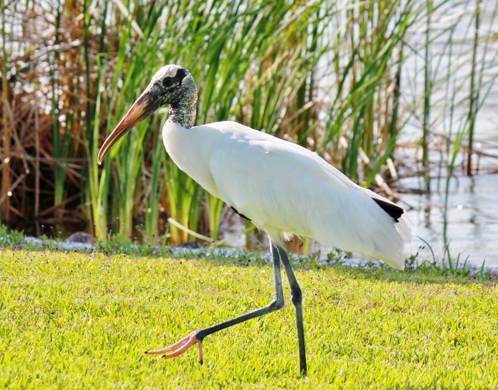 Joan and Dan's Birding Blog Wood Stork