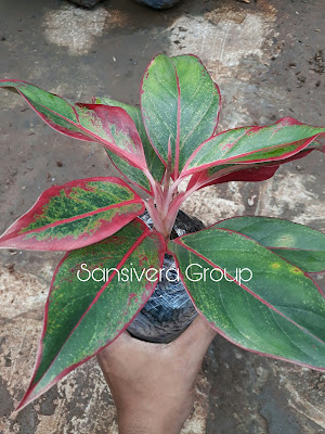 Tanaman Aglaonema Lipstick Tanaman Aglaonema Lipstick