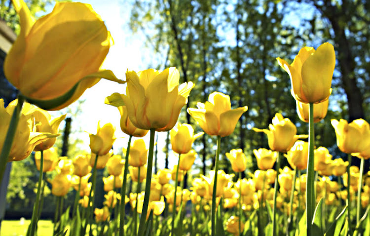 Primavera