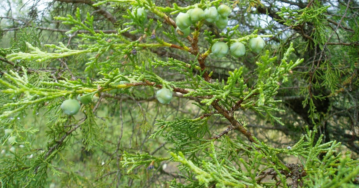 SABINA Juniperus thurifera Plantas rioMoros
