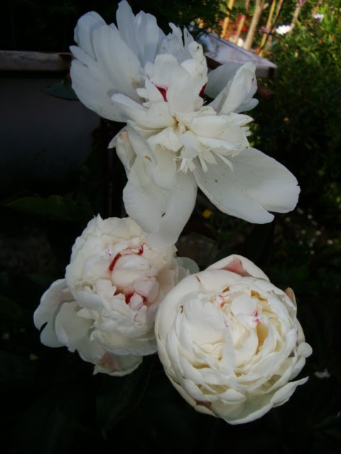 PEONIA ( Paeonia lactiflora ) - El Jardín de Elbe