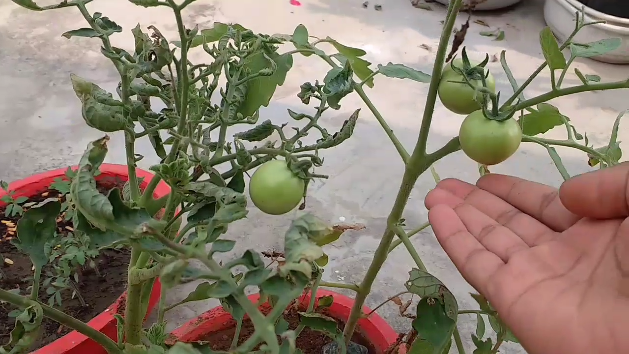 How to grow tomatoes from seeds at home with pictures