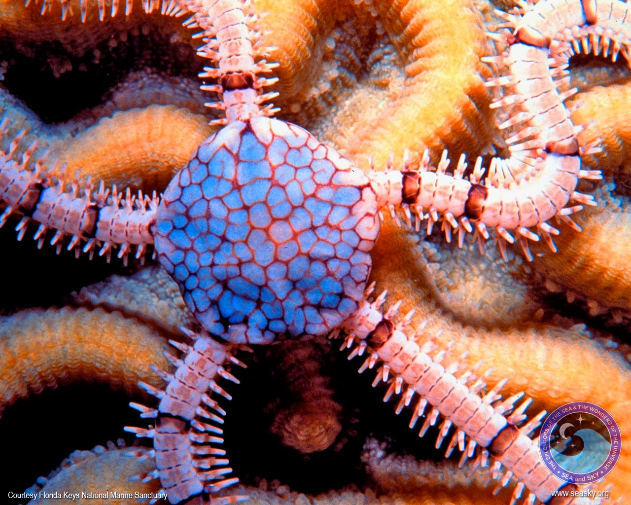 Bintang Ular (Brittle Star) Pos Hari Ini