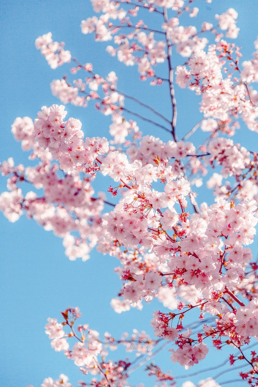 Sakura Tree Sakura Tree