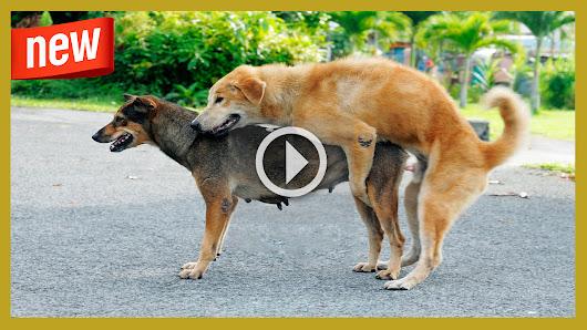 Funny Dog Mating Up Close And Get Stuck For A Long Time All Animals Funny Dog Mating Up Close And Get Stuck For A Long Time All Animals
