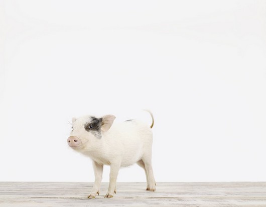 cute baby animal pictures, sharon montrose photos, baby animal pictures, cute baby pig picture
