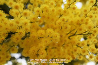 Acacia dealbata, mimosa, árboles con flores, plantas invasivas