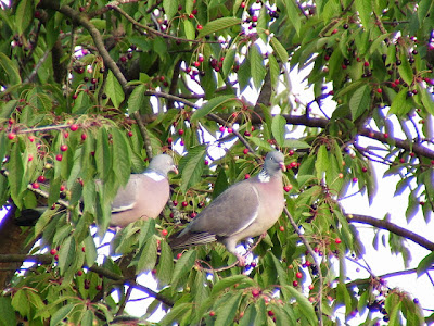 احلى صور زوجين من طيور الحمام وسط اغصان الاشجار الخضراء