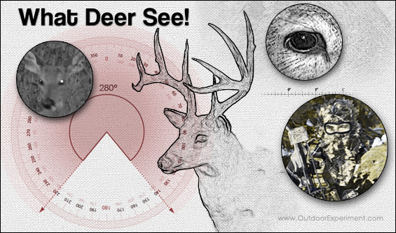Can Deer See Light -