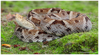 Fer-de-lance (Bothrops asper)
