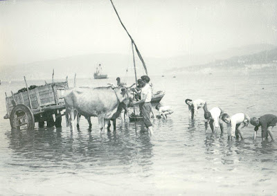 Recogida de marisco, Vigo 1947