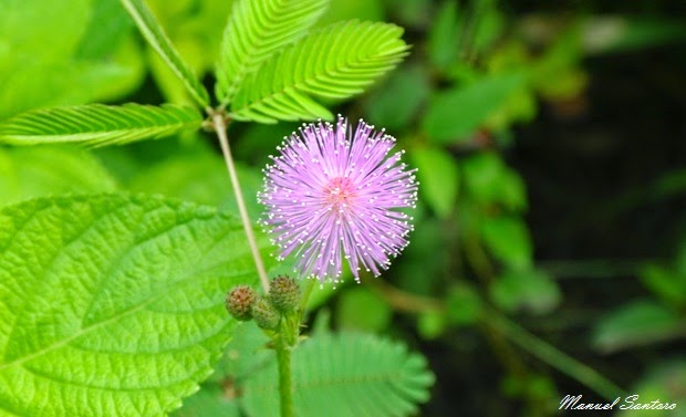 Parco Nazionale del Chitwan, flora Parco Nazionale del Chitwan, flora