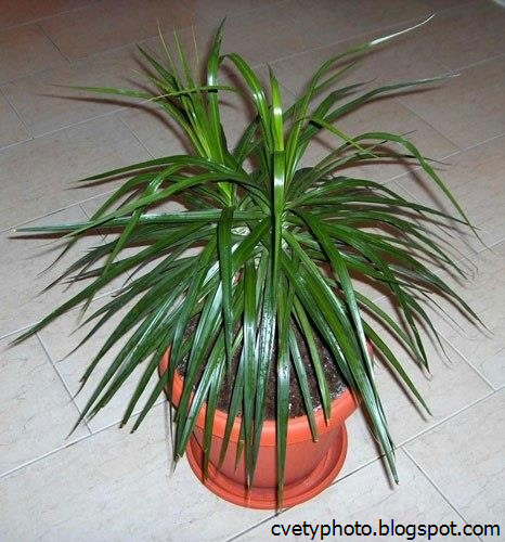 Домашние Цветы Пальмы Фото С Названиями