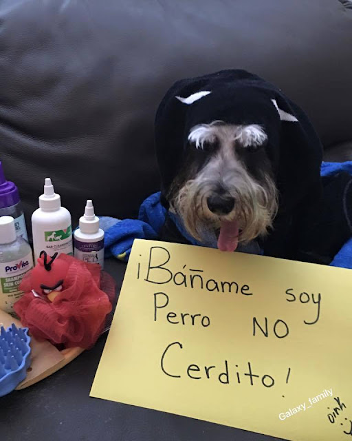 ¿Te imaginas que te diría tu perro si pudiera hablarte?