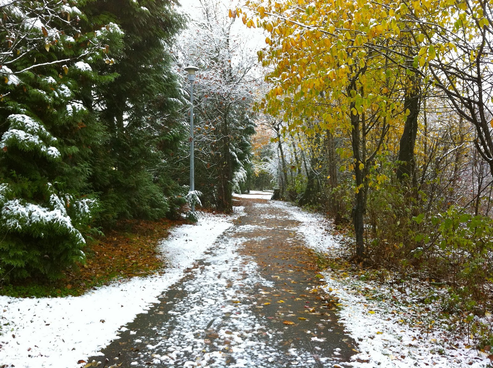Погода в конце ночь. Ноябрь природа. Первый снег. Ноябрь первый снег. Поздняя осень.