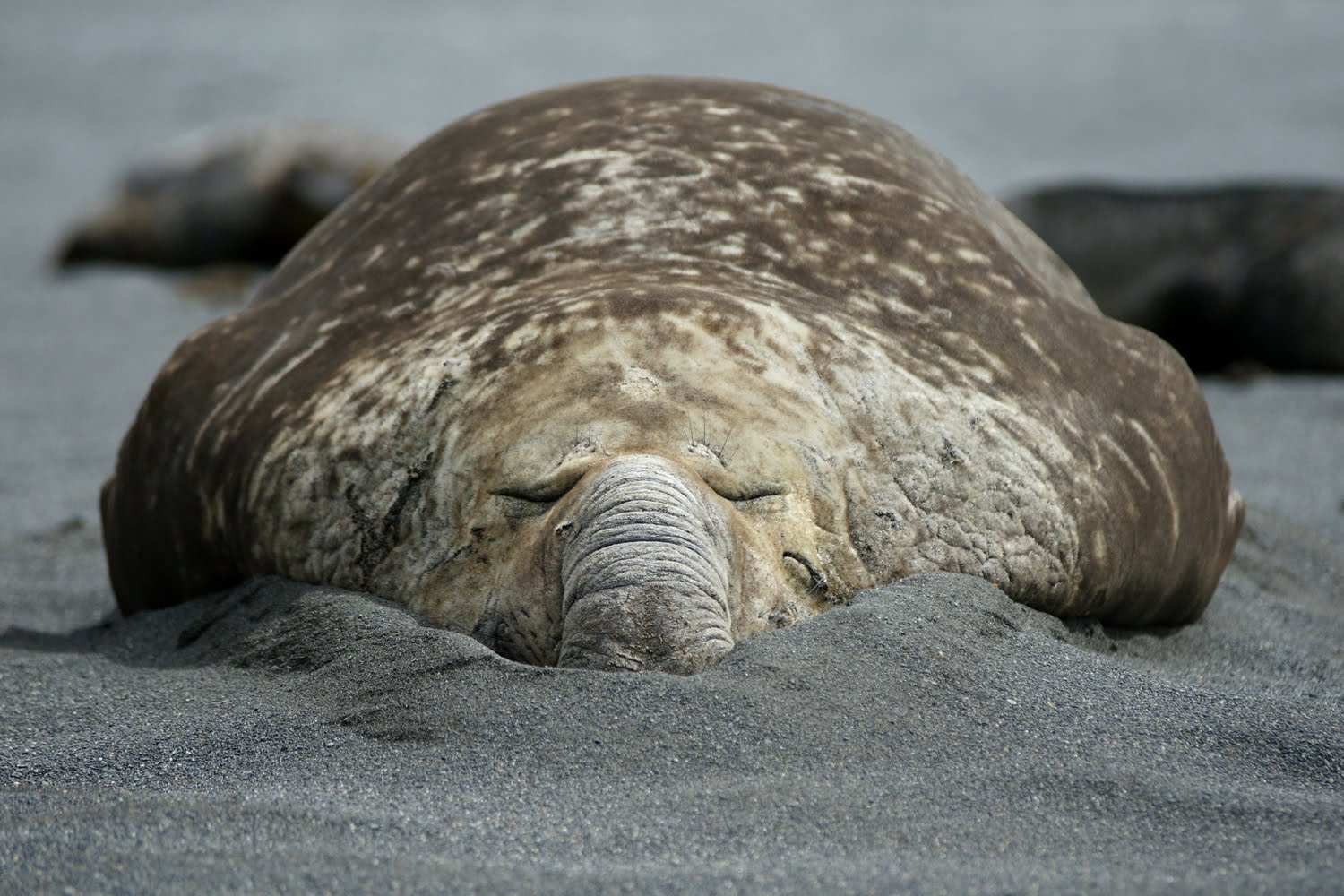 Elephant seals san simeon Doing Whatever I Want: South Georgia Island