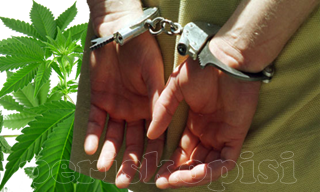Συλλήψεις σε Πλατύ και Κουλούρα για ναρκωτικά (κάνναβη)