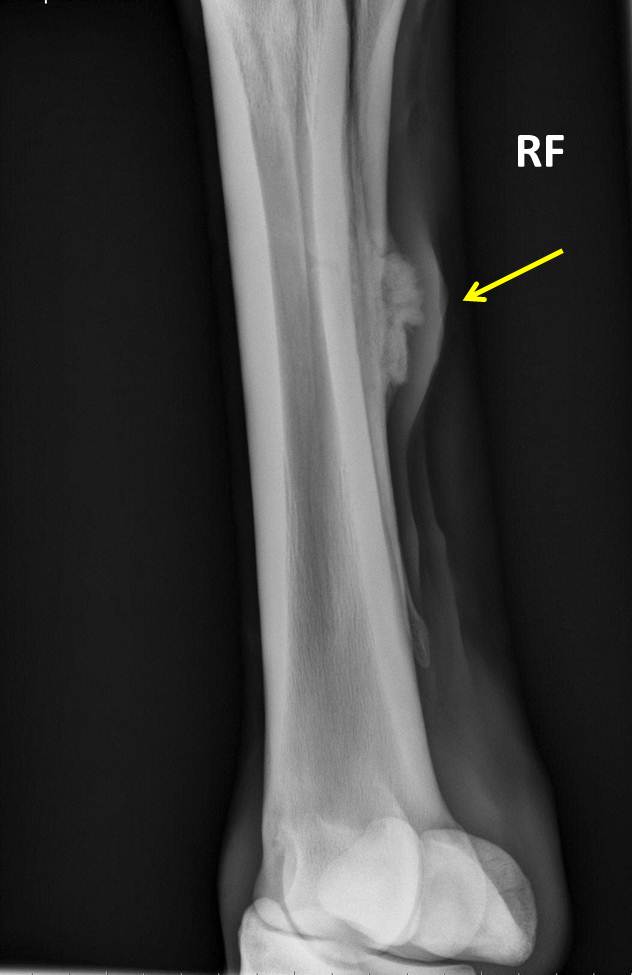 Michael Porter, Equine Veterinarian Not All Splints Are Created Equal!!