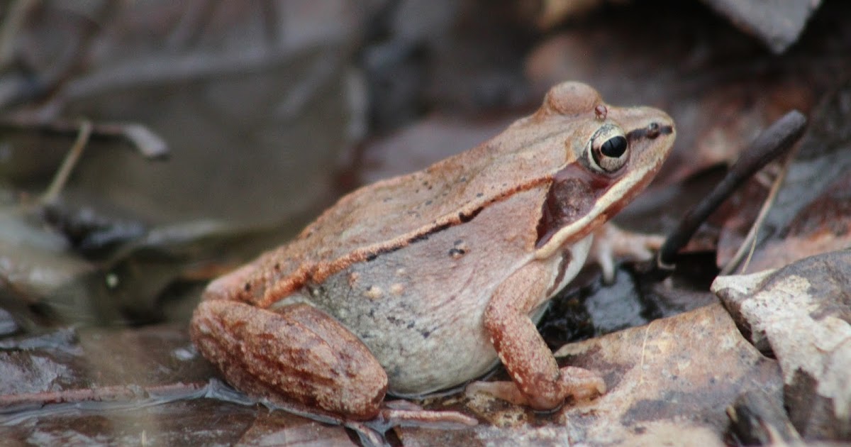 Southern New England Outdoor and Nature Site A Visit with Wood Frogs