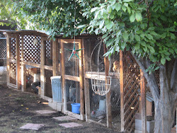 chicken coop garden arcadia edible update tour millie grew mabel oldest chicks being