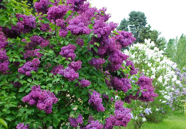 Arboretum w Kórniku, zielona metamorfoza, Lilak 'Hugo de Vries'