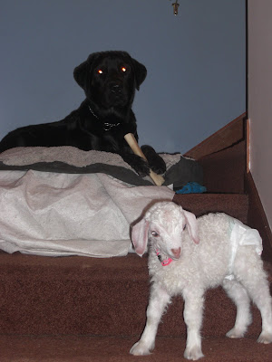 Picture of Rudy laying on his bed (chewing on his bone) Lucy is right in front of him - playing on the stairs