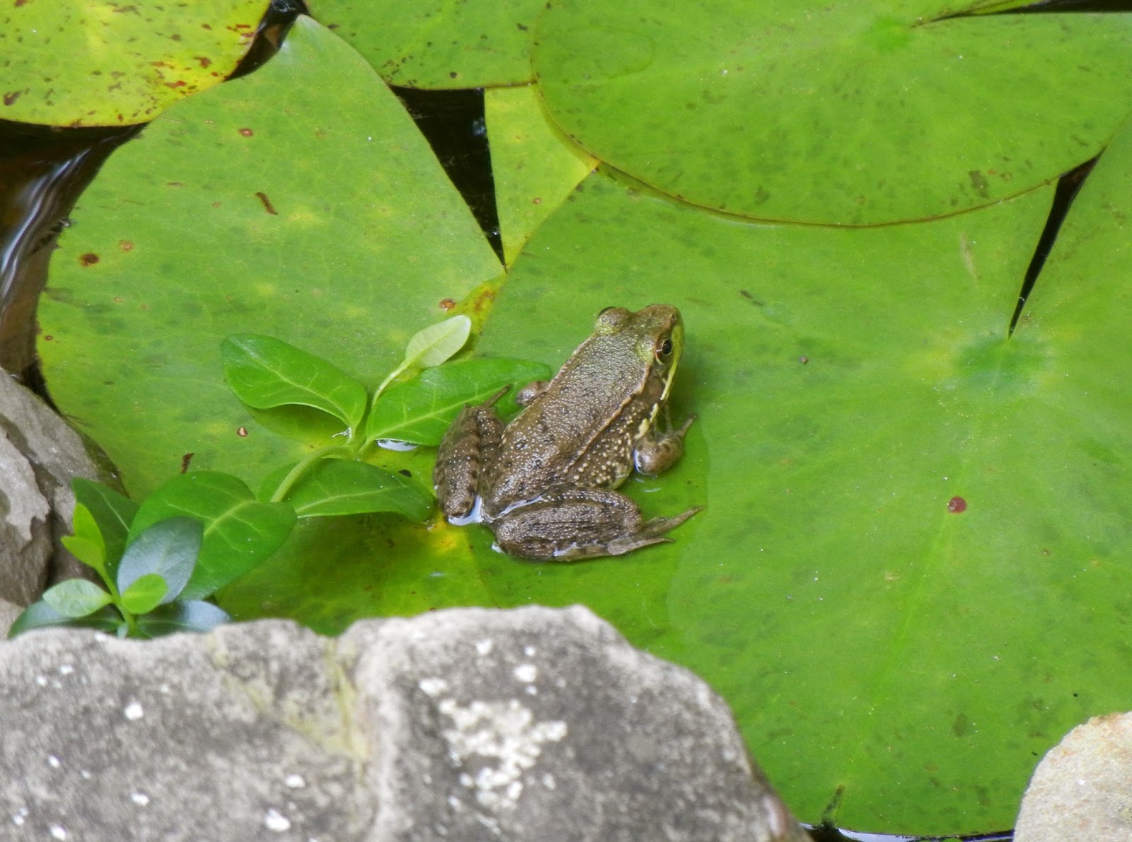a curious gardener this morning in the garden...day lilies and frogs