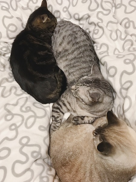 サバトラ猫の尻に顔をうずめるキジトラ猫