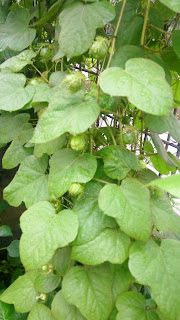 Permot ( Passiflora Foetida L )