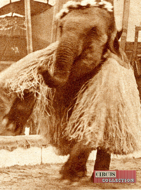 éléphant grimé en danseuse tahitienne 