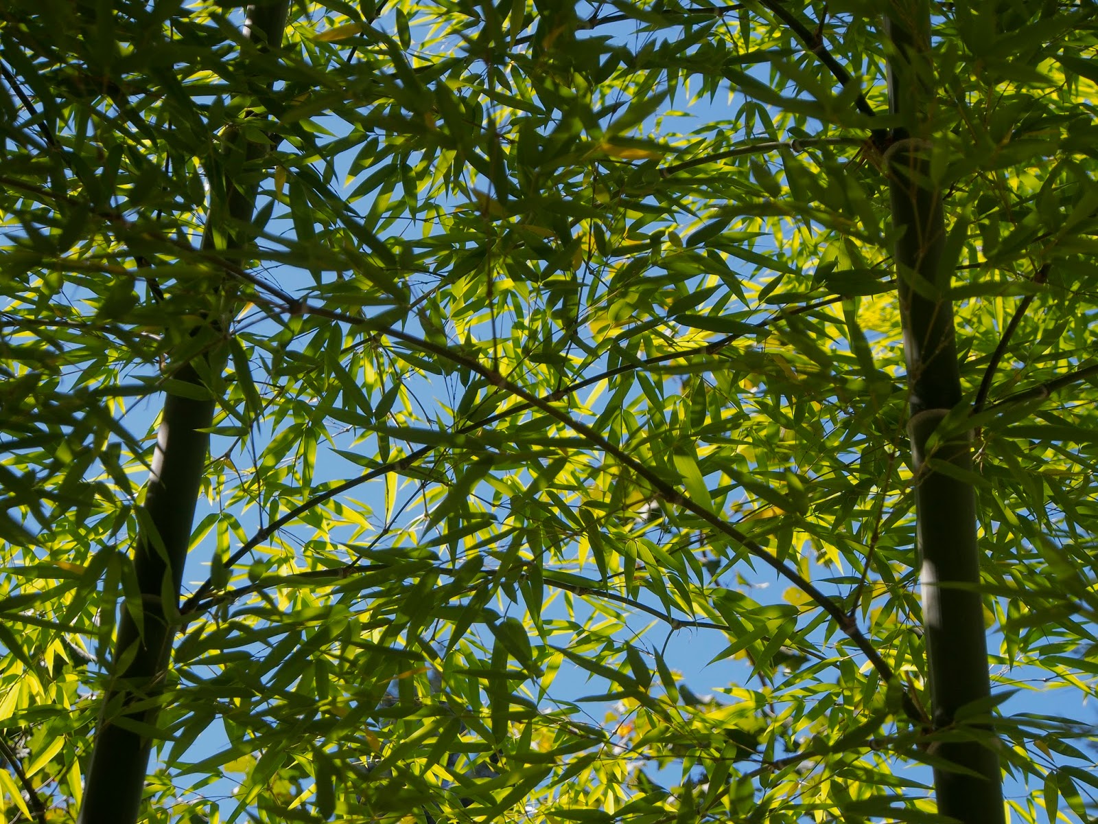 Bamboo at the Hoyt Arboretum