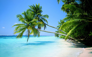 Beautiful Beach Sand Palm Trees Wallpaper
